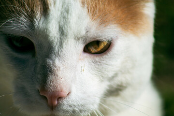 close up of a cat