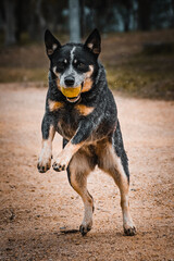 Dog playing and jumping with ball