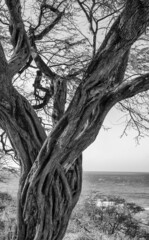 Kiawe Tree Trunk Near Diamond Head in Honolulu, Hawaii, for use as a Postcard or Template.