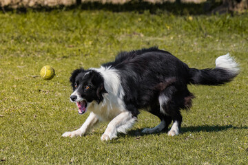 Dog playing and jumping with ball. Funny
