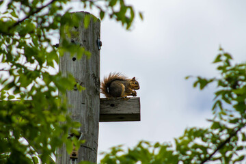 Squirrel on  a telephone pole