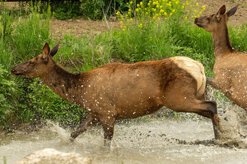 Elk running out of the water