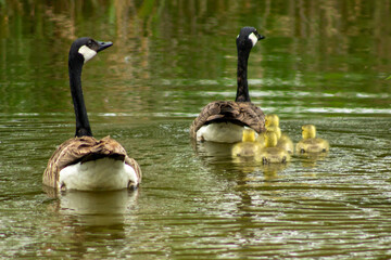 country goose family