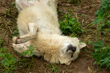 Adorable gray wolf rolling in the dirt