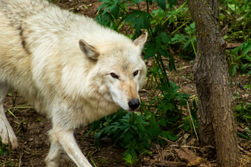 gray wolf in the woods