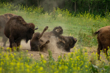 American bison rolling in the dirt