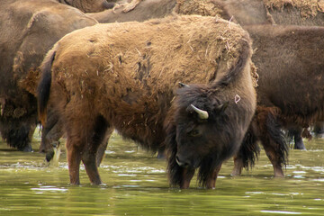 American bison in the water