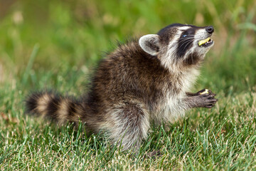 Raccoon with Apple © David
