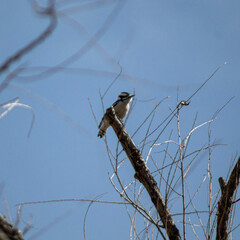 Woodpecker on a tree