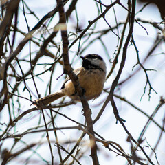 Little black and white bird on a branch