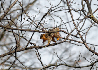 squirrel on a tree