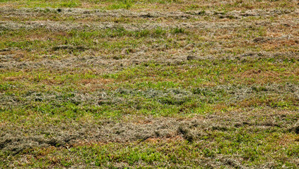 part of the field where green grass grows