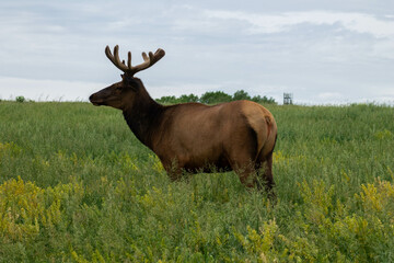 Naklejka na ściany i meble Elk alone in the field