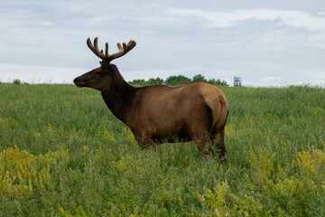Elk alone in the field