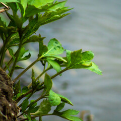 Leaves and weeds along the water