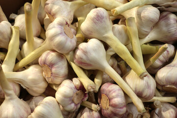 Garlic bunches at grocery store, closeup - 510669138