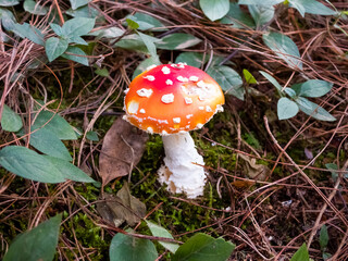 Cute small red and white mushroom (Amanita muscaria). The  mushroom of fairy tales.