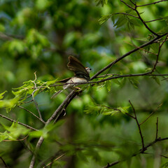 sparrow on a branch