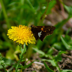 butterfly on a flower