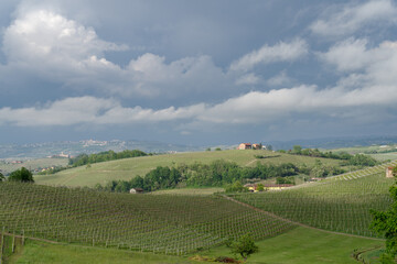 Fototapeta na wymiar Spring landscape of vines and hills in Langhe, Italy