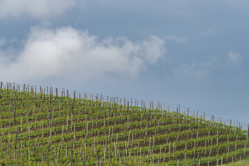 Fototapeta na wymiar Spring landscape of vines and hills in Langhe, Italy