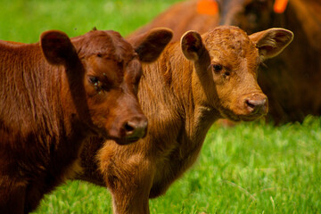 cows in the meadow