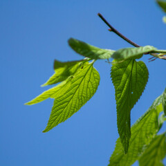 green leaves against blue sky