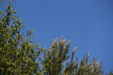 trees tops on the blue sky background