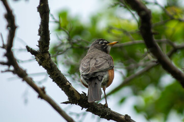 robin on a branch