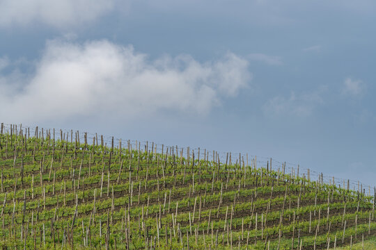Spring landscape of vines and hills in Langhe, Italy