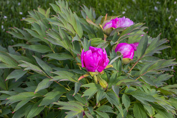 Close up view of blooming pink peony against green lawn. Sweden.