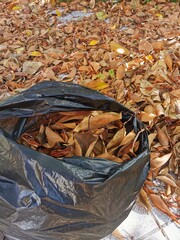 Collecting the fallen leaves from the ficus in a large garbage bag. many leaves are left on the ground.  