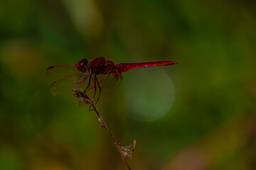 red dragonfly on a branch