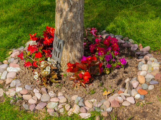 Flower garden planted around a tree in a circle gardening. Circular garden bed around base of tree...