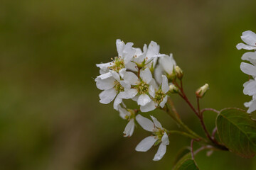 Apple blossom in springtime on a sunny day, close-up photography. Blooming white flowers on the branches of a apple tree macro photography. Cherry blossom on a sunny spring day.