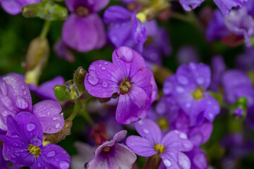 Fototapeta na wymiar Blooming purple rock cress flowers with raindops in summer day macro photography. Blossom Aubrieta flowers with water drops on a violet petals in springtime close-up photo. 