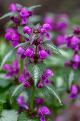 Blooming purple dead-nettle plant macro photography on a springtime. Purple archangel flowering plant close-up photography in a summer day.