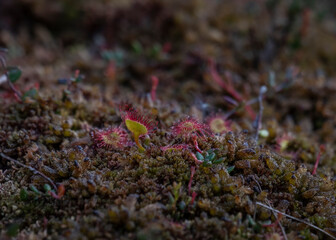 Rundblättriger Sonnentau im Schwarzen Moor
