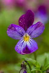 Blossom violet pansy flower with raindrops macro photography in summertime. Wildflower with water drops on a purple petals in springtime close-up photo. Lilac viola flower in a spring day.	