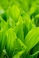 Green leaf  with raindrops on a summer day macro photography. Fresh leaf of garden flowering plant with water drops springtime close-up photography.	