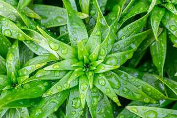 Fototapeta na wymiar Green plant with water drops on leaves macro photography. Flowering plant on a rainy day top view. Fresh green foliage with raindrops after rain in summertime close-up photo.