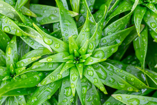 Green plant with water drops on leaves macro photography. Flowering plant on a rainy day top view. Fresh green foliage with raindrops after rain in summertime close-up photo.