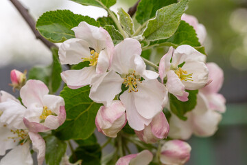 Apple blossom in springtime on a sunny day, close-up photography. Blooming white flowers on the branches of a apple tree macro photography. Cherry blossom on a sunny spring day.