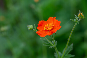 Obraz premium Orange Geum flower on a green background on a sunny summer day macro photography. Blooming avens garden flower with red petals close-up photo in summertime. 
