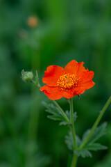 Orange Geum flower on a green background on a sunny summer day macro photography. Blooming avens garden flower with red petals close-up photo in summertime.	