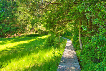 Lauterbacher höhensteig im Schwarzwald