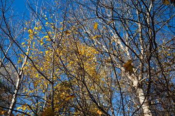 trees in the autumn season with changing foliage