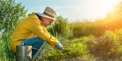 Mature farmer in hat squatting at garden bed with rake in hand and weeds young beet root plant