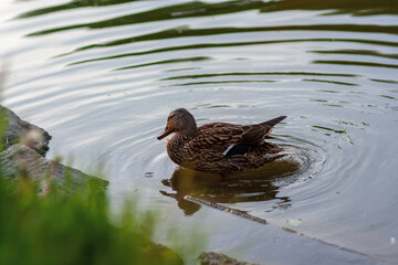 Duck bird on the pond in summer. reflection in water. Summer pond, nature in the evening. circles on the water