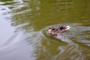 Anas platyrhynchos. Duck bird on the pond in summer. reflection in water. Summer pond, nature in the evening. circles on the water